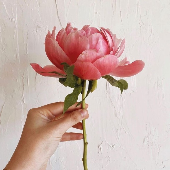 Open to offers. Bundle items to save more. xoxo~ - Picture 1 of 1